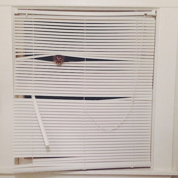 A picture of a kitten peering out from behind mini blinds.
