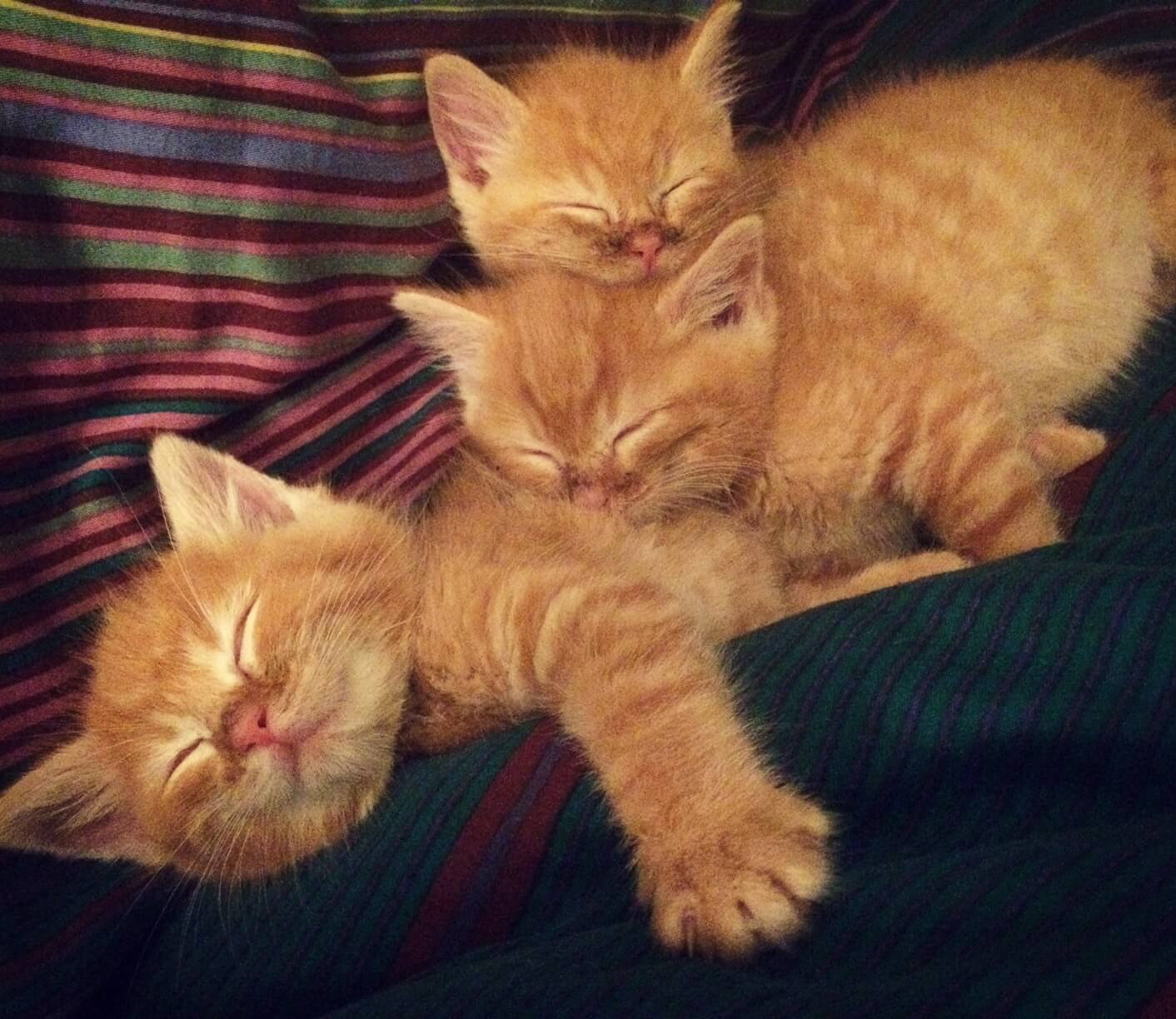 Sleeping kittens.